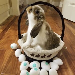 Meet your Posher, Alison